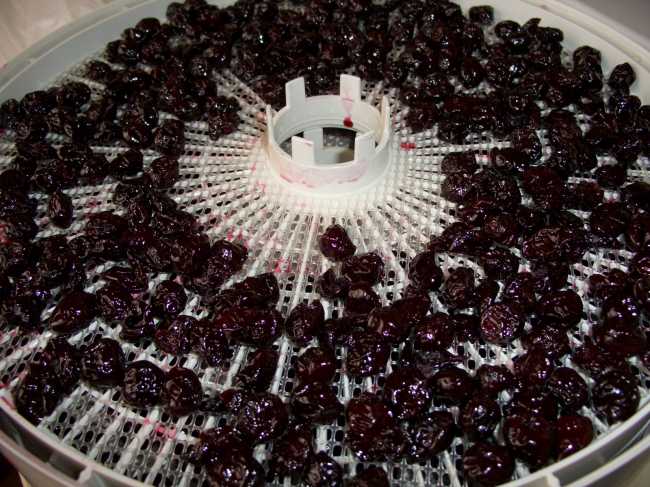 Вишня вяленая домашняя