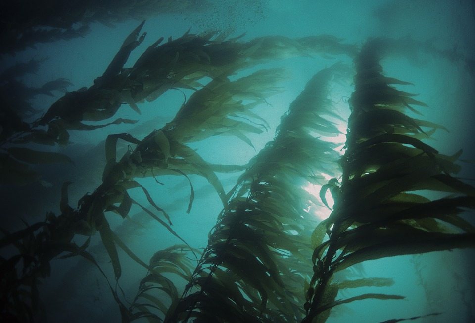 Морские водоросли для производства продуктов питания, кормов и топлива