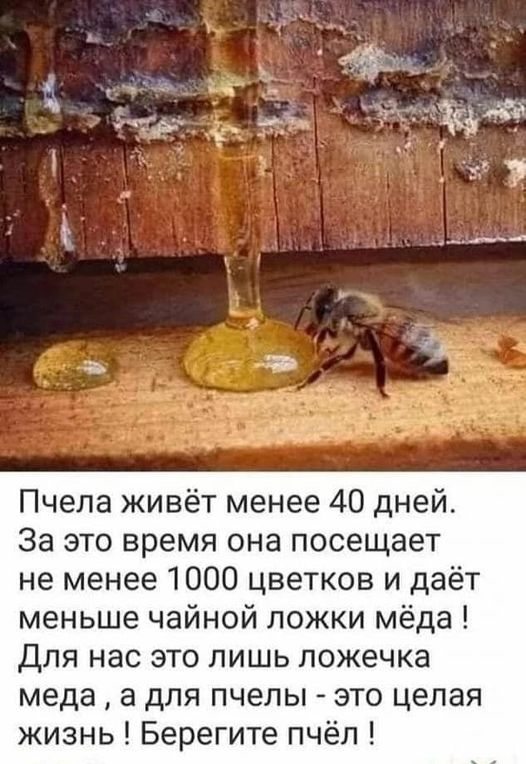 Пчёлки очень любят мёд
