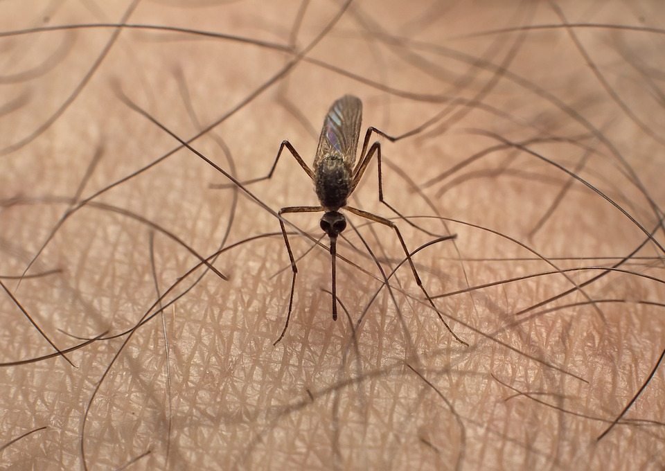 Новое удобное устройство для отпугивания комаров прошло испытания