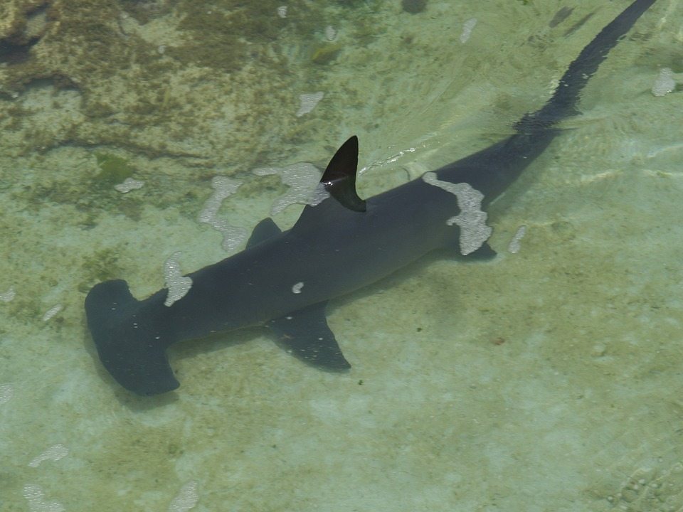 Чтобы согреться, акула-молот задерживает дыхание во время охоты на глубине