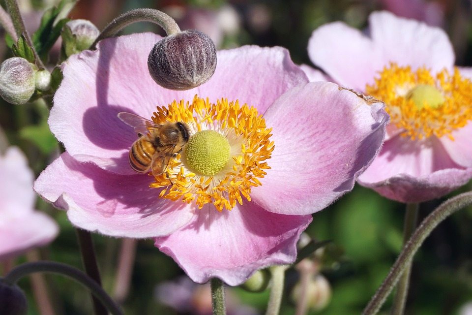 Гибель колоний медоносных пчел в США связана с клещами, экстремальной погодой, пестицидами