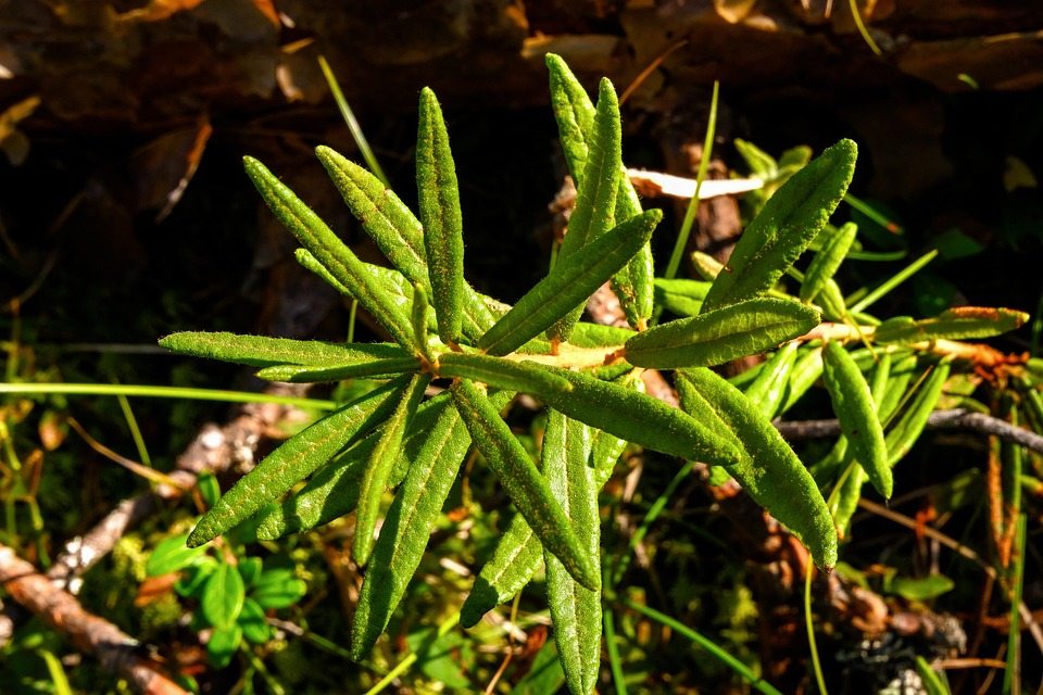 Древние мятные растения могут привести к созданию новых лекарств и продуктов
