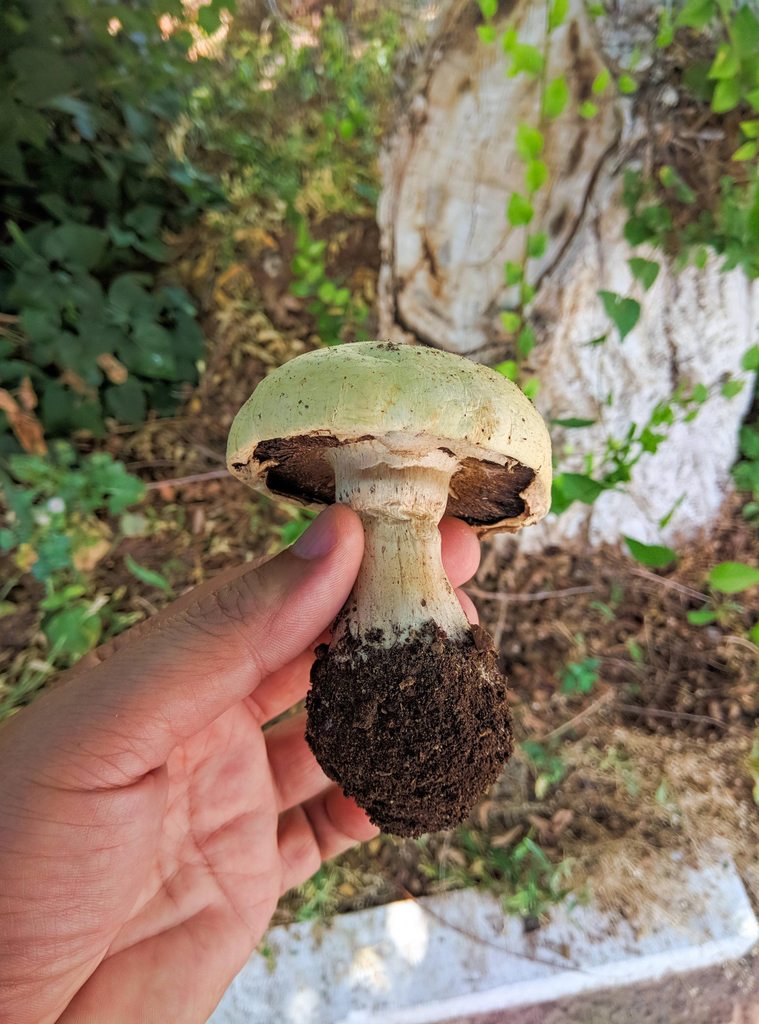 По грибы с лукошком