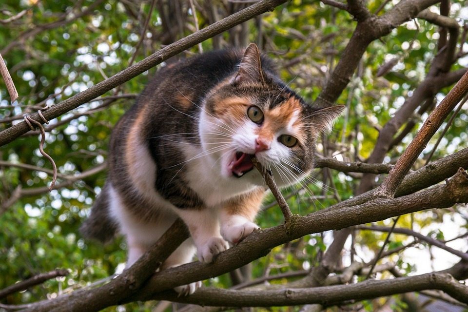 Что делать, если кошка залезла высоко на дерево?