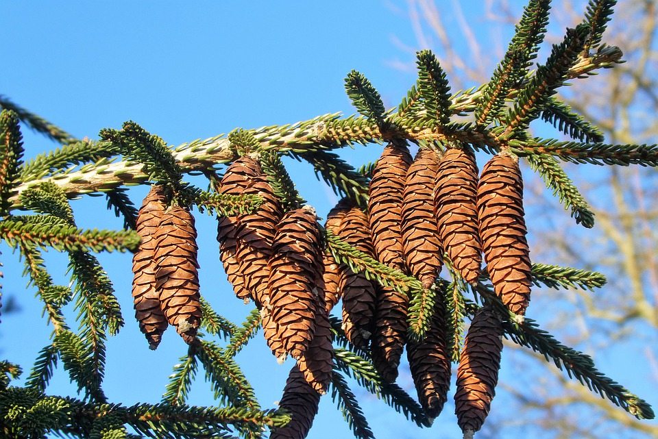 Грибы, вызывающие поражение сосны, обнаружены на деревьях в Южной Калифорнии