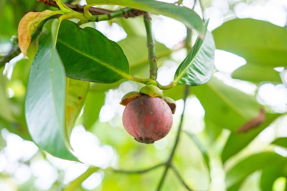 12 вкуснейших тропических фруктов
