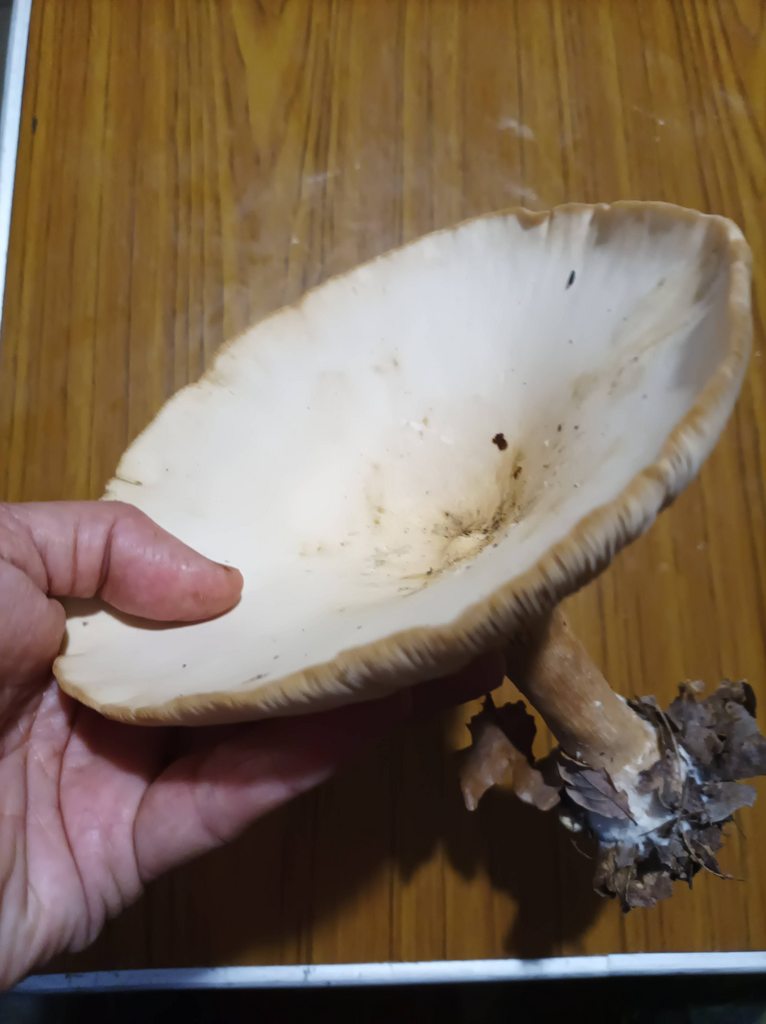 По грибы с лукошком
