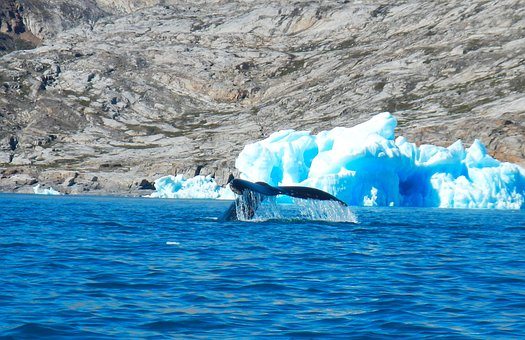 Гренландские киты корректируют свои маршруты миграции