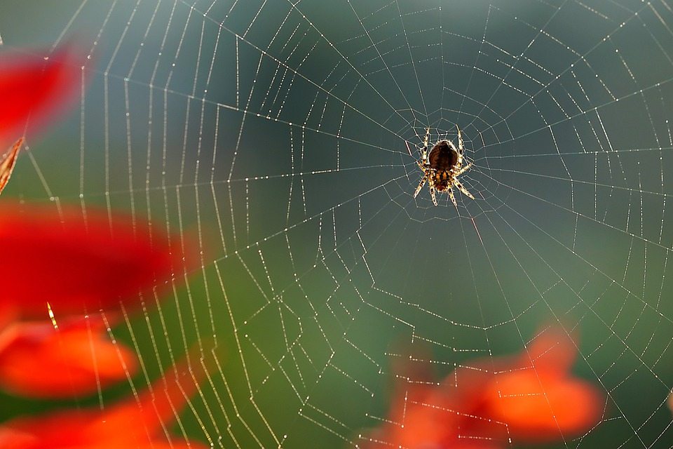 Найден благородный паук-ложная вдова, охотящийся на карликовую землеройку