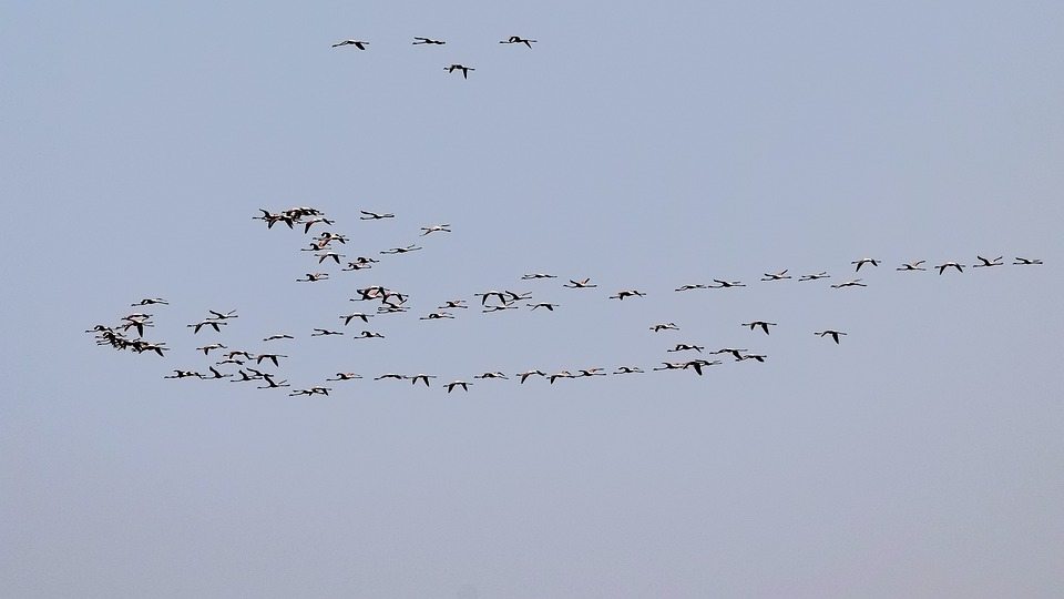 Возмущения магнитных полей могут влиять на перелетных птиц