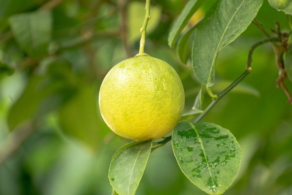 Полумеханическое снятие цедры лимона