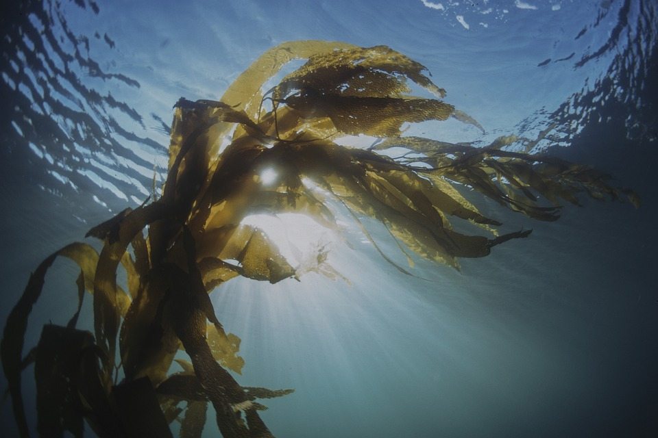Морские водоросли для производства продуктов питания, кормов и топлива