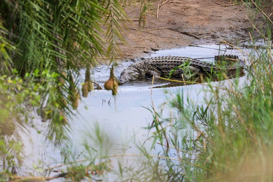 Как крокодилы могут часами обходиться без воздуха