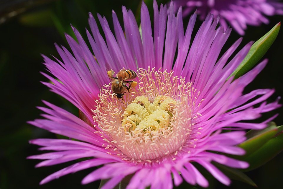 Гибель колоний медоносных пчел в США связана с клещами, экстремальной погодой, пестицидами