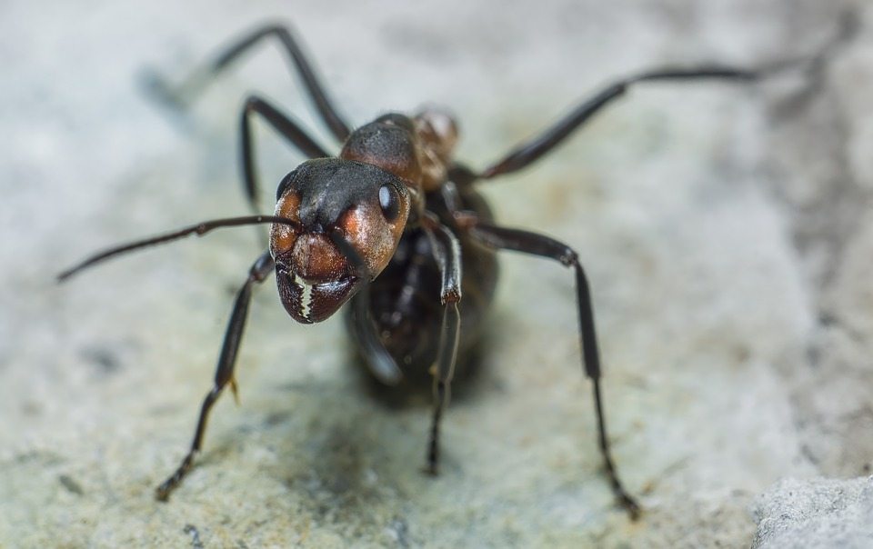 Эти муравьи не просто ходят беспорядочно, они «бродят» систематически