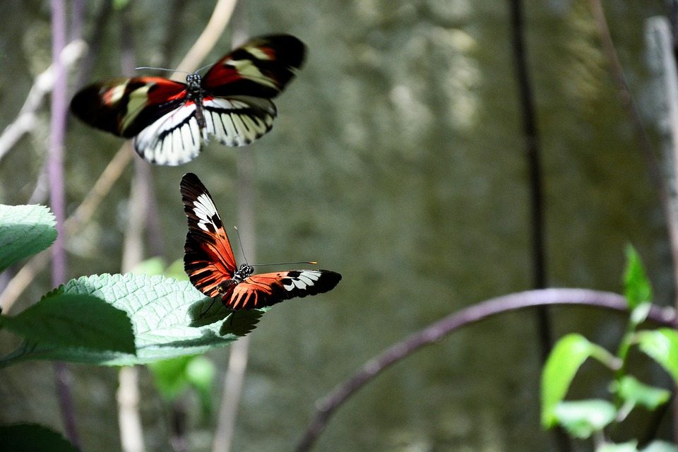 Древняя китайская легенда о влюбленных бабочках