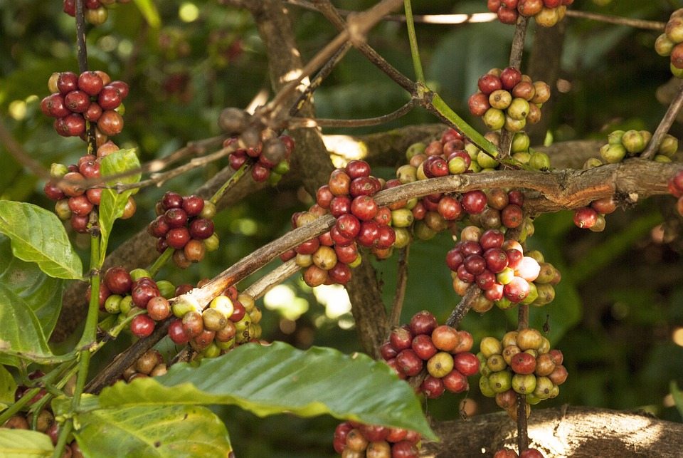 Кофейные плантации ограничивают рацион птиц