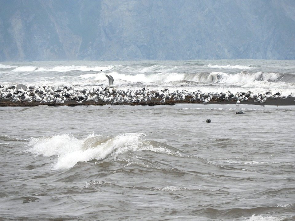 Озеро-лабиринт дает удивительные преимущества для находящихся под угрозой исчезновения тюленей