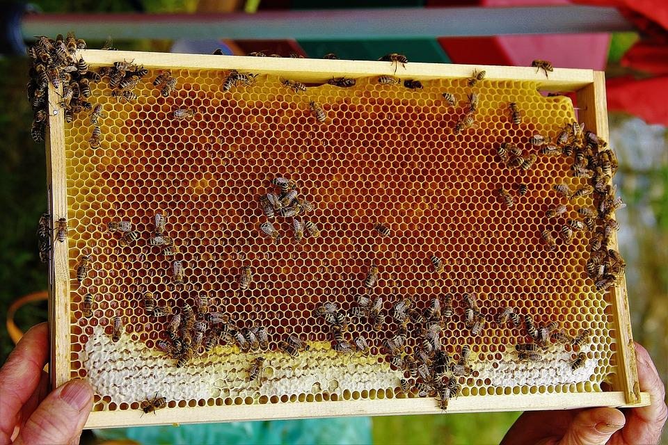 Мёд – какой может быть, как выбирать, как проверять, свойства и применение 