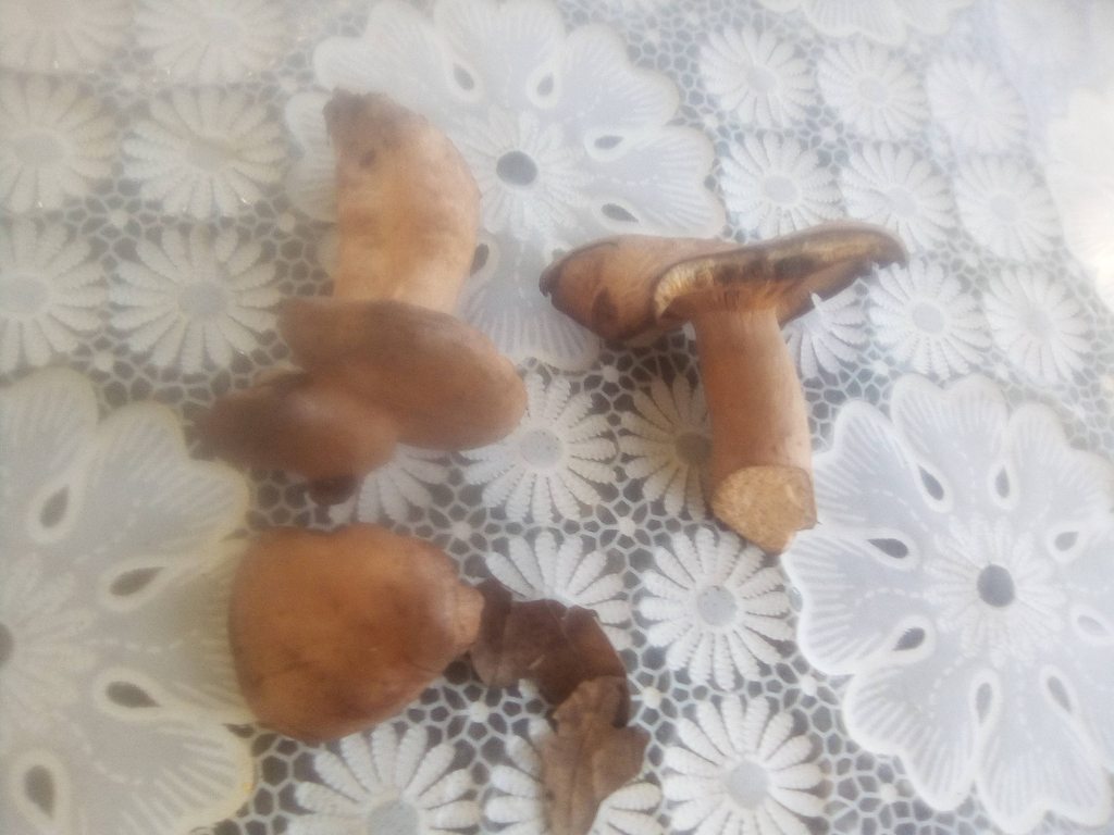 Помогите определить грибы
