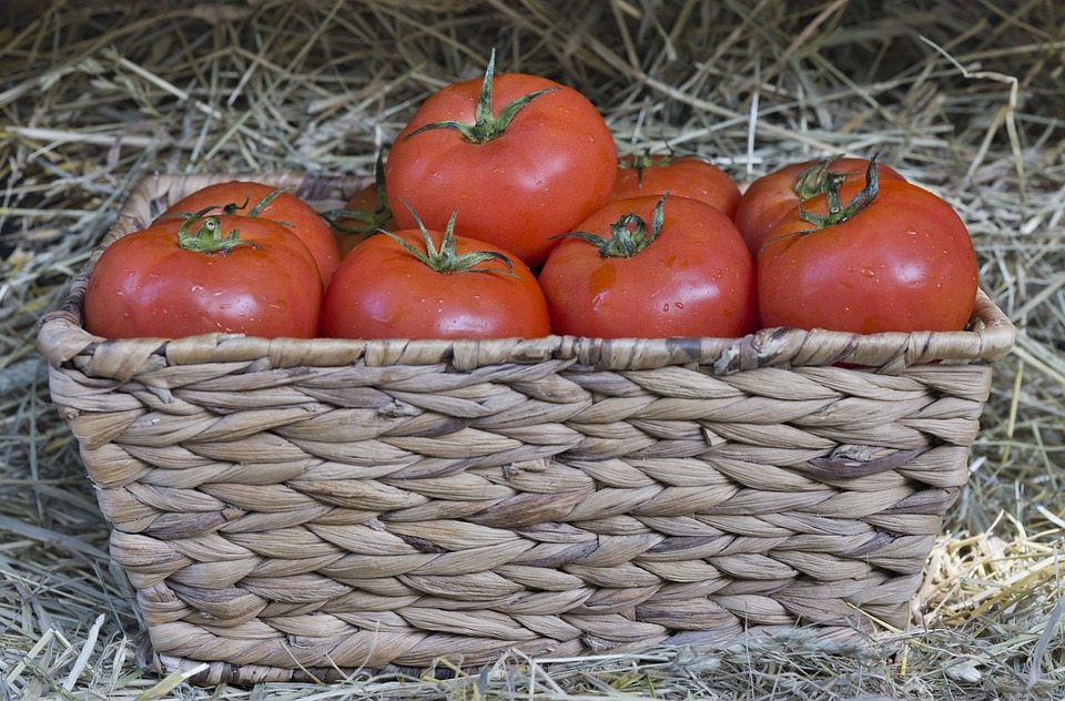 Выращивание томатов в городе и проблема загрязнения почвы свинцом