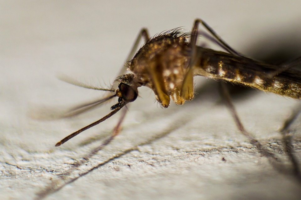 Новое удобное устройство для отпугивания комаров прошло испытания