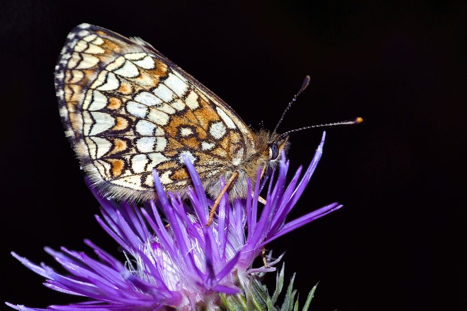 Бабочка машет крыльями, а ученые делают украшения