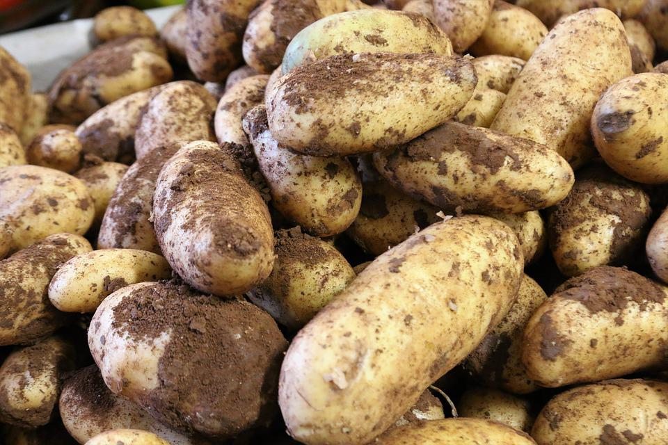 Российские исследователи на Ямале повышают качество картофеля
