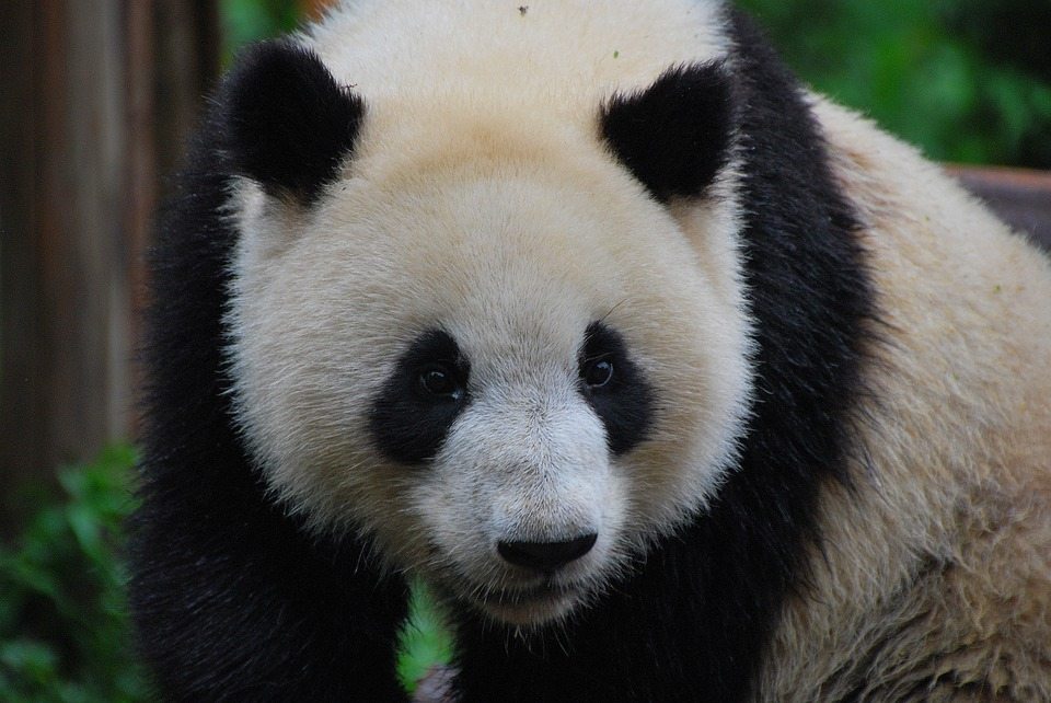 Раскрыта тайна гигантской панды