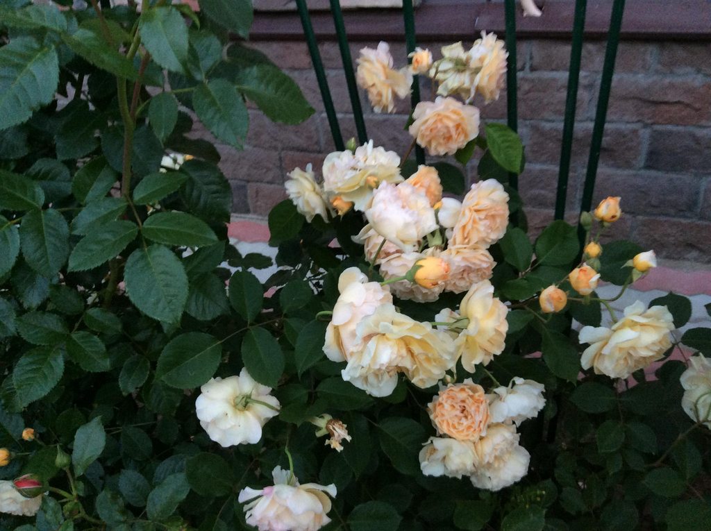 Цветы на моем участке (2022 г.)
