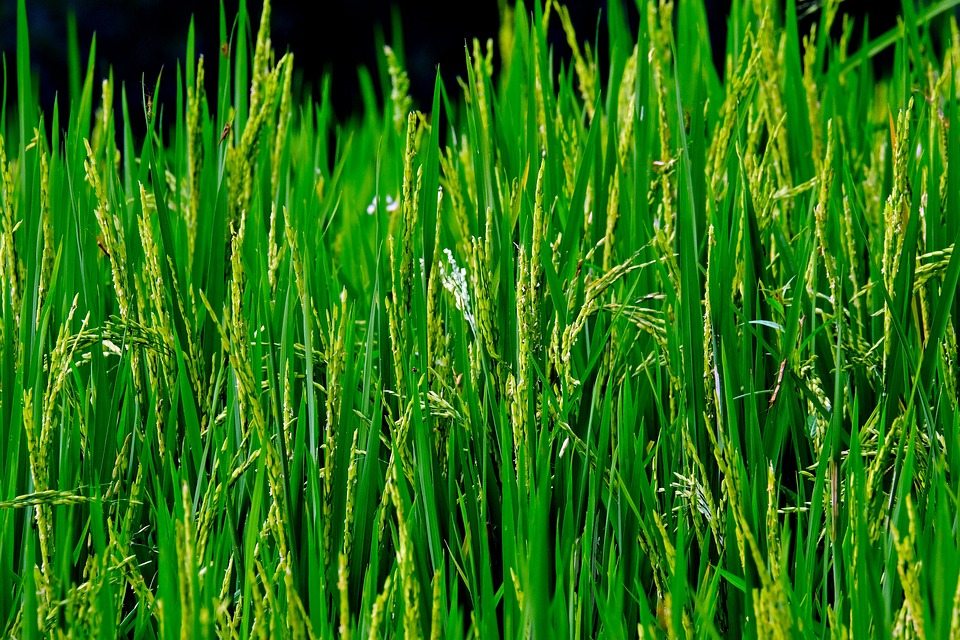 Открытие может привести к созданию новых фунгицидов для защиты посевов риса