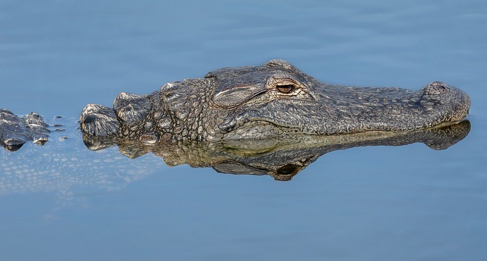 Как крокодилы могут часами обходиться без воздуха