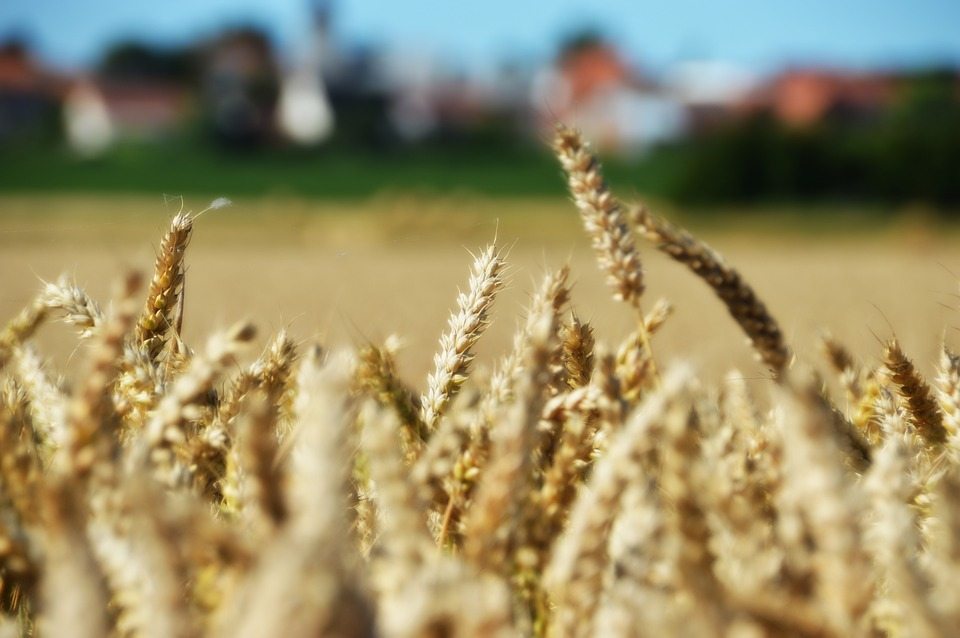 Засухоустойчивая пшеница с более длинными корнями