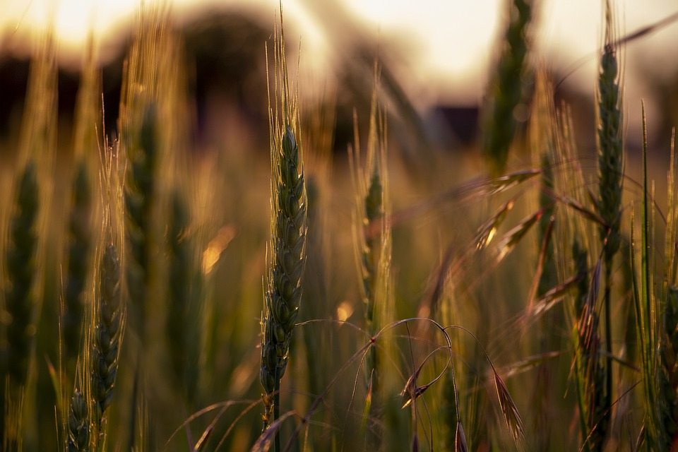Пшеничный крахмал для  улучшения хлебопечения и пивоварения