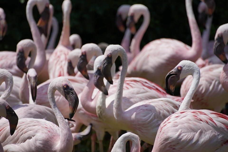 Фламинго образуют группы с друзьями-единомышленниками