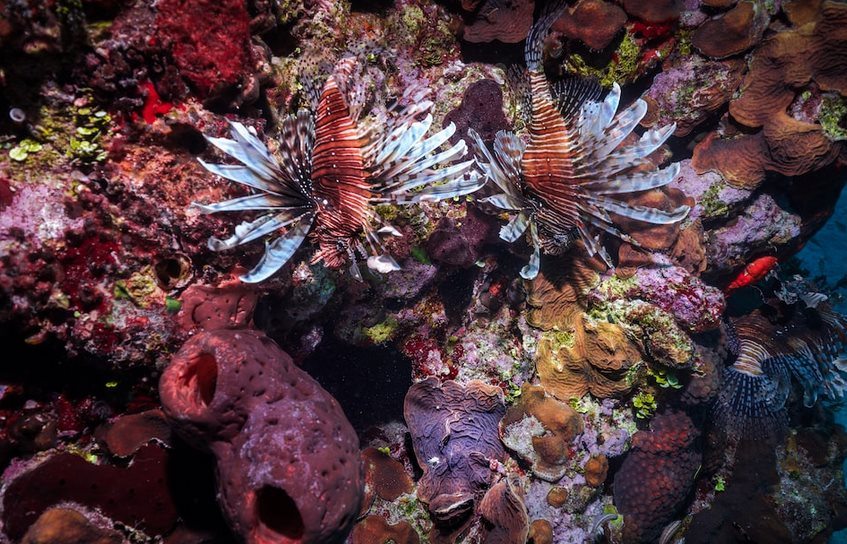 Коралловые рифы в восточной части Тихого океана могут сохраниться до 2060-х годов