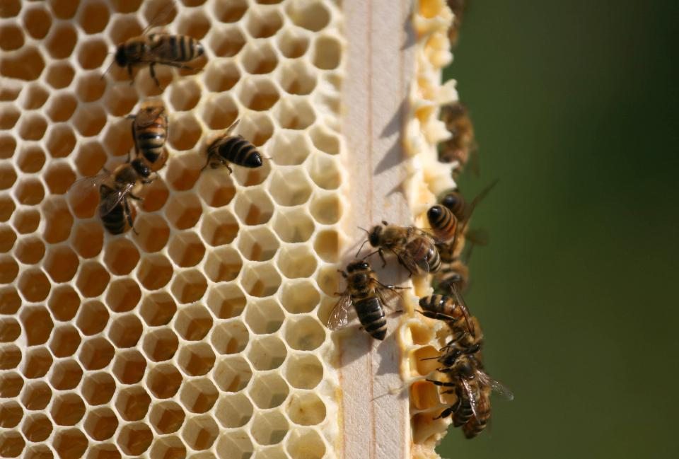 Мёд – какой может быть, свойства и применение в кулинарии и выпечке