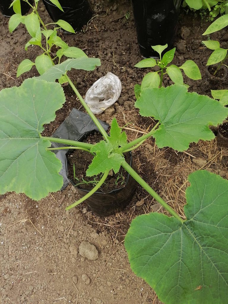 Пора выращивать рассаду