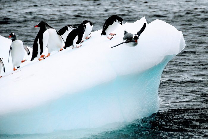 Невидимая жизнь, скрытая под льдом Антарктиды