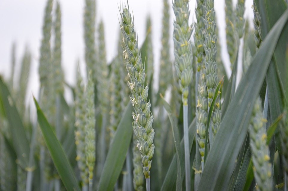 Засухоустойчивая пшеница с более длинными корнями