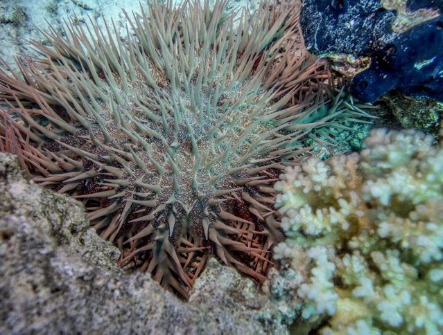 Коралловые рифы в восточной части Тихого океана могут сохраниться до 2060-х годов