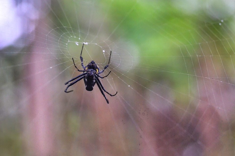 Использование пауков в качестве экологически чистой борьбы с вредителями