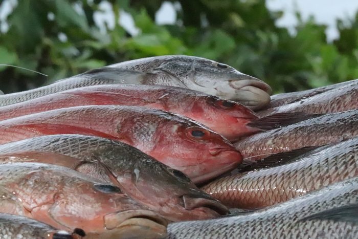 Значение рыбы в питании и её обработка