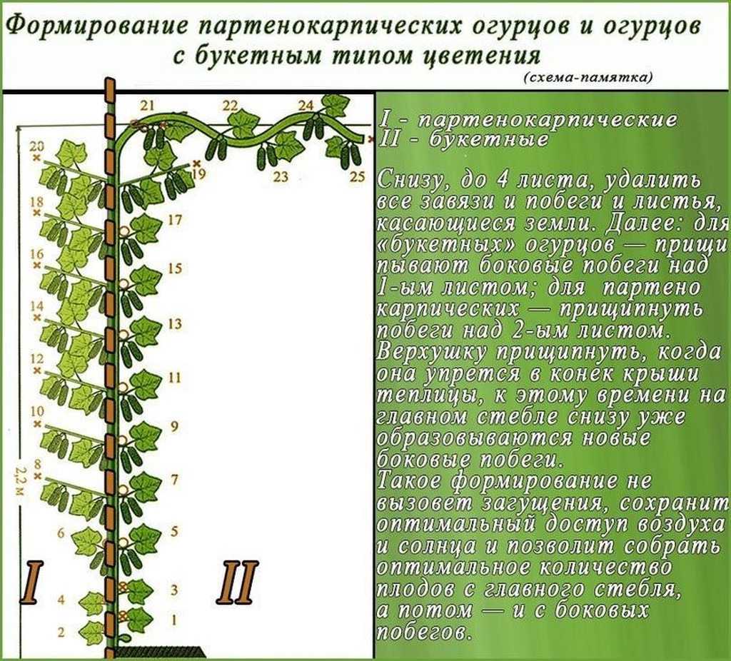Садово-огородная  инфографика