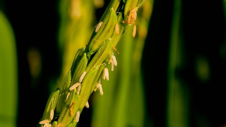 Виды и сорта риса 