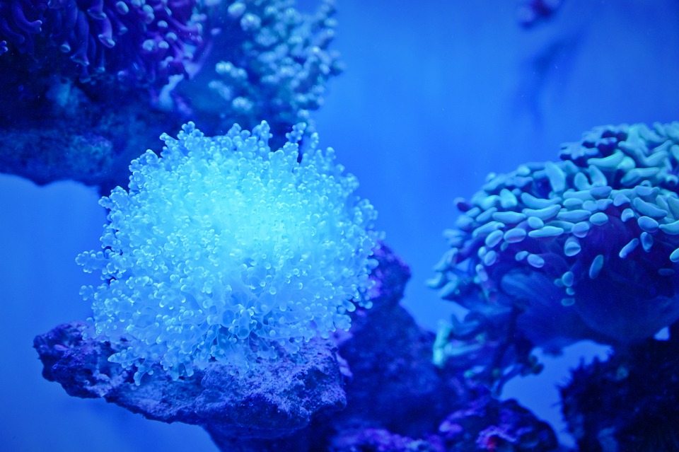 Асоциальные рыбы-дамфи могут способствовать разрушению коралловых рифов