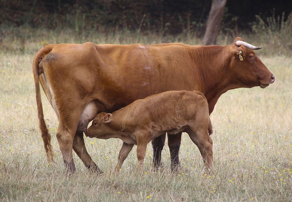 У ребёнка аллергия на всё коровье, чем кормить