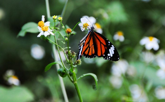 Как вы можете помочь спасти бабочку-монарх и всю планету