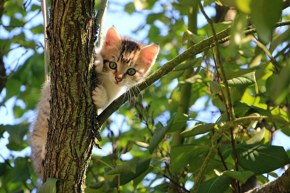 Что делать, если кошка залезла высоко на дерево?